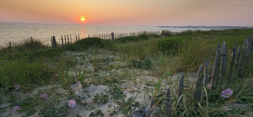 Dune fleurie au coucher du soleil